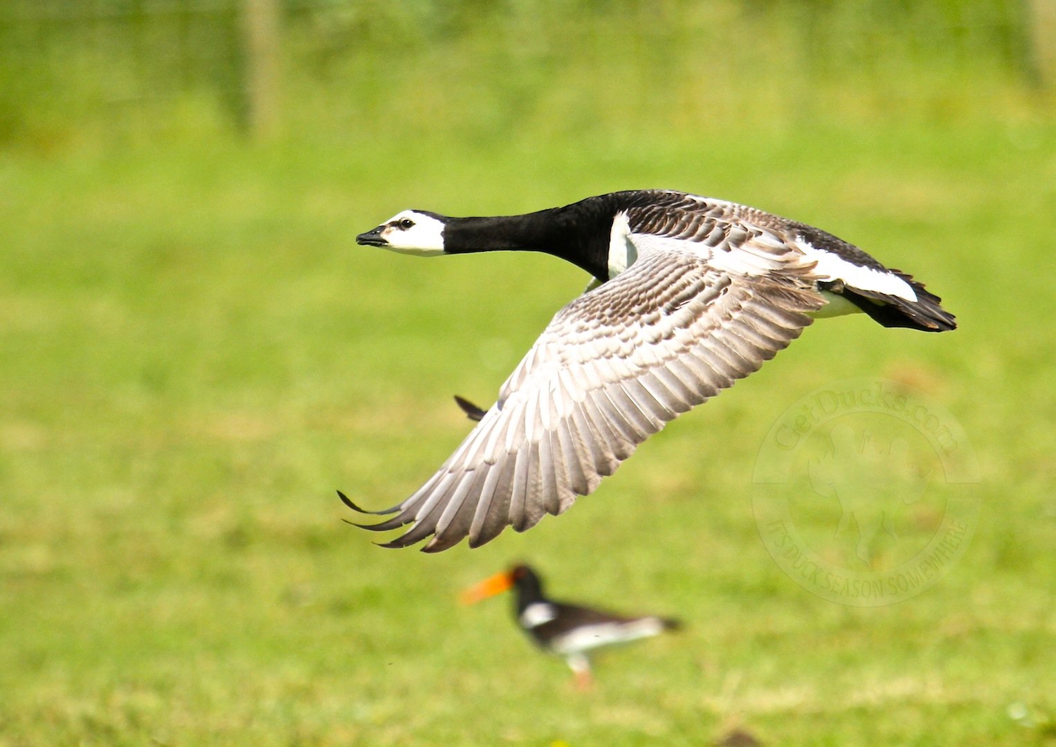 BARNACLE GOOSE_NETHERLANDSGOOSEHUNTING_3406 - Ramsey Russell's GetDucks.com