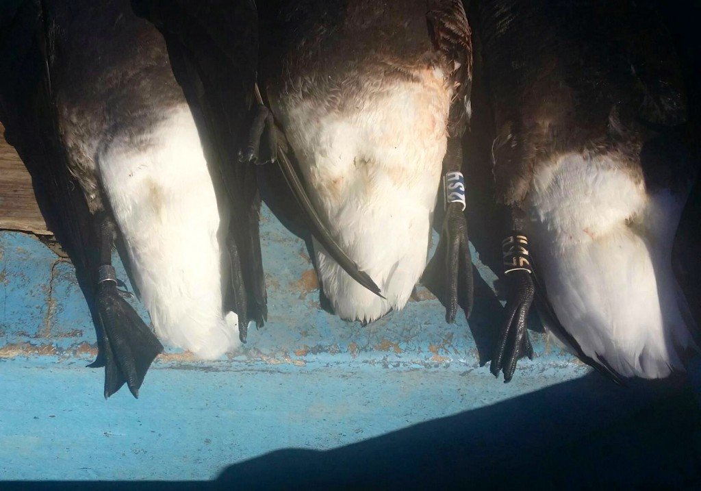 Baja Mexico Pacific Black Brant Hunting - Ramsey Russell's GetDucks.com