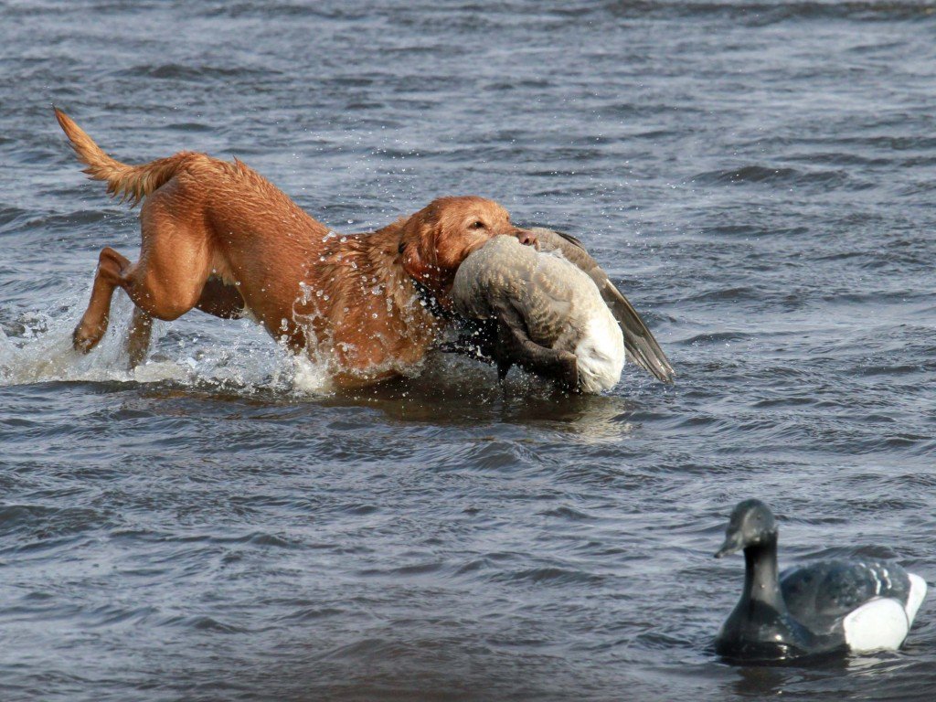 Alaska Brant Hunting - Ramsey Russell's GetDucks.com