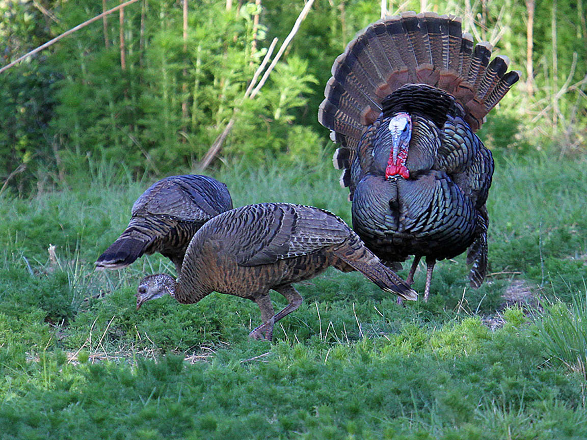 Osceola Turkey Hunting in Florida Ramsey Russell's