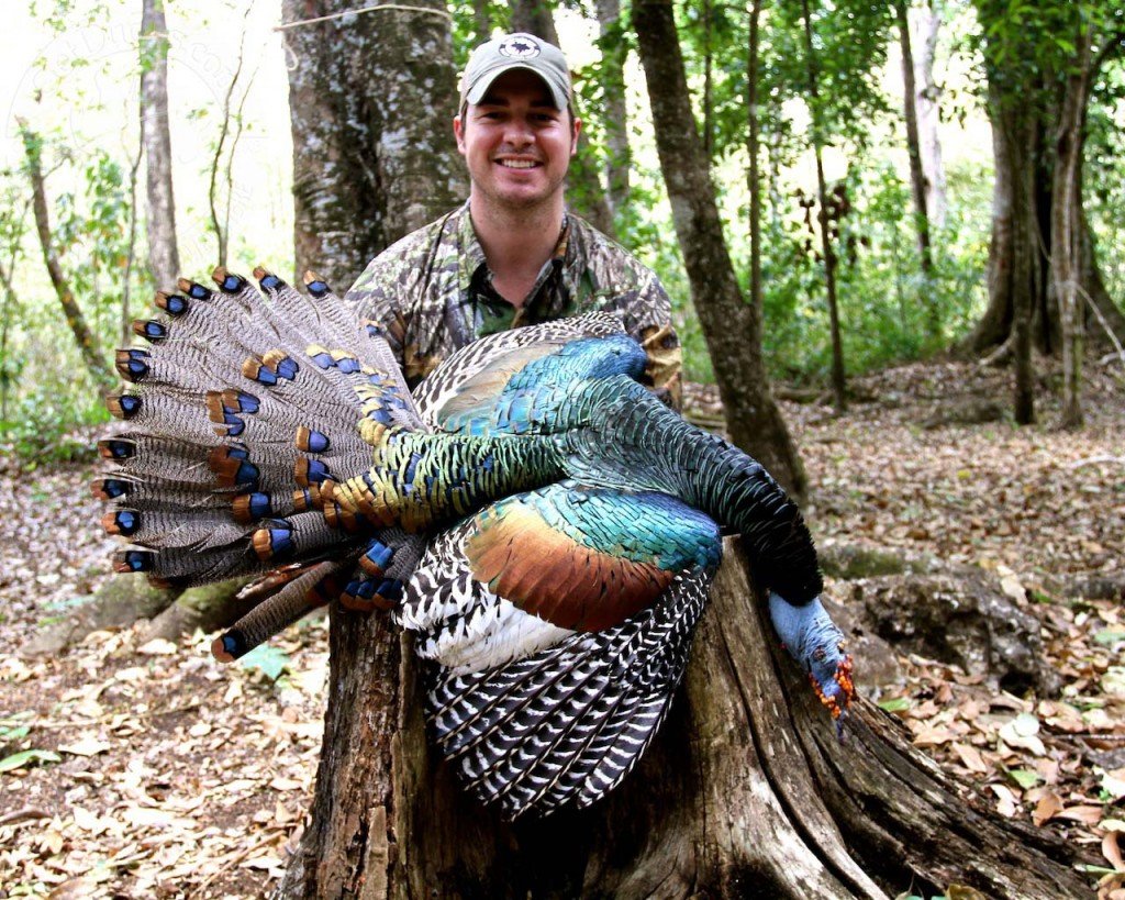 Ocellated Turkey Hunting Ramsey Russell S Getducks Com