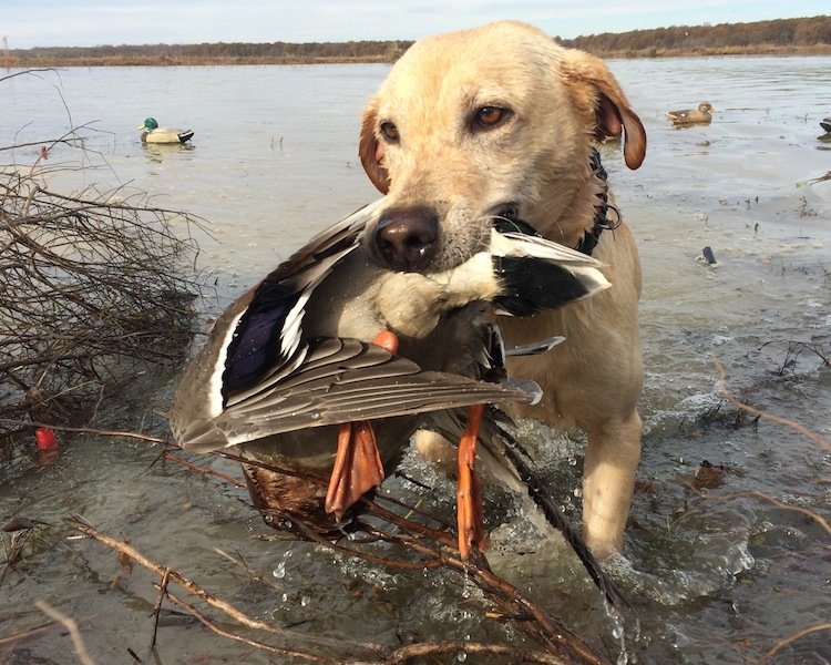 Arkansas Duck Hunting Arkansas Waterfowl Guide Commanders Corner   Arkansas Duck Hunting 0595 