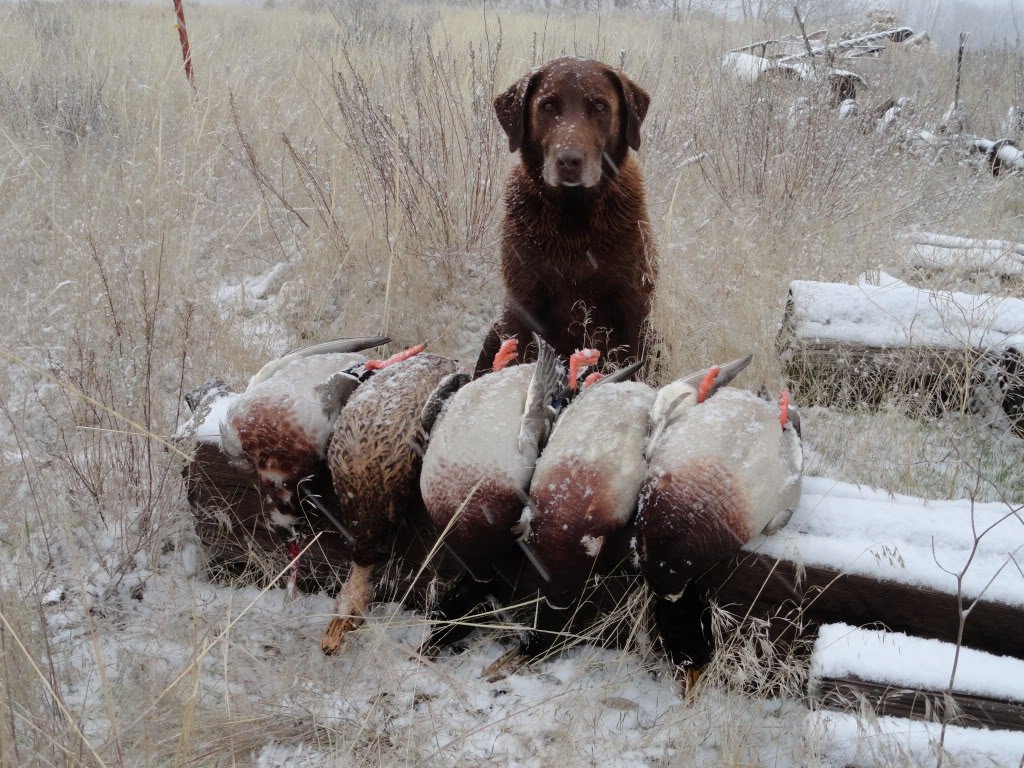 Montana Duck Hunting Ramsey Russell's