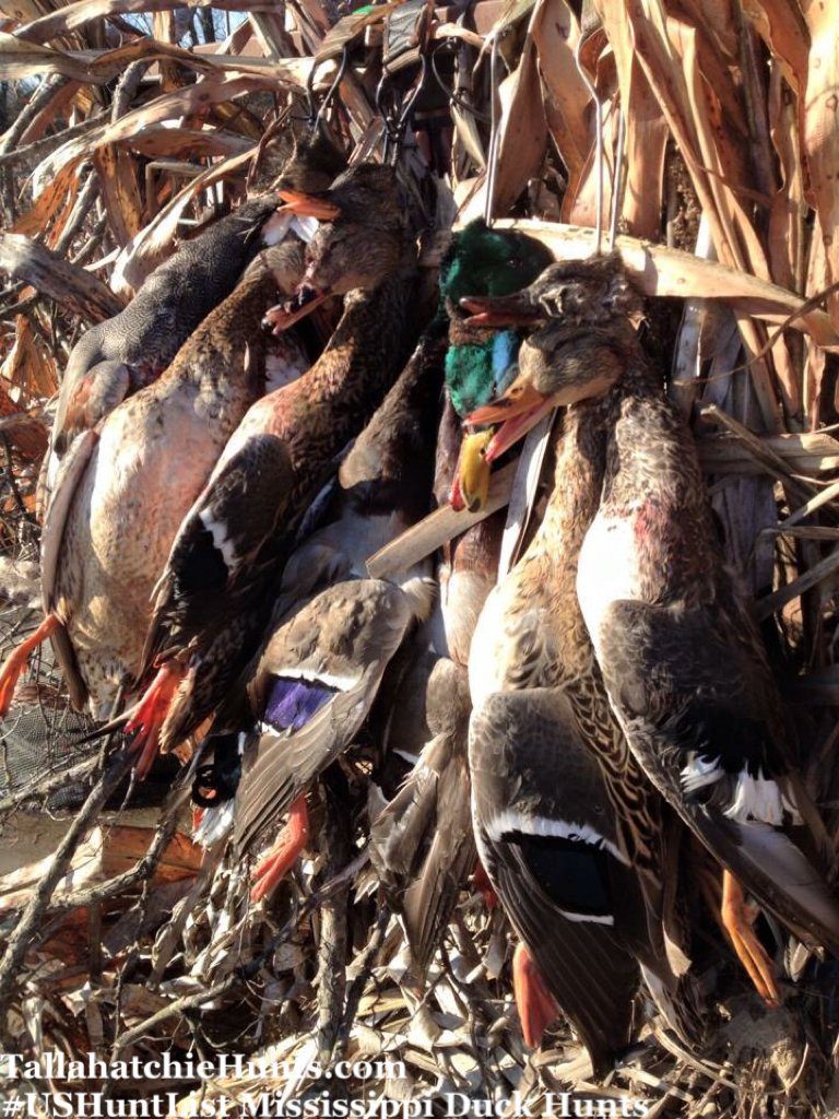 Mississippi Duck Hunting USHuntList Tallahatchie Hunts