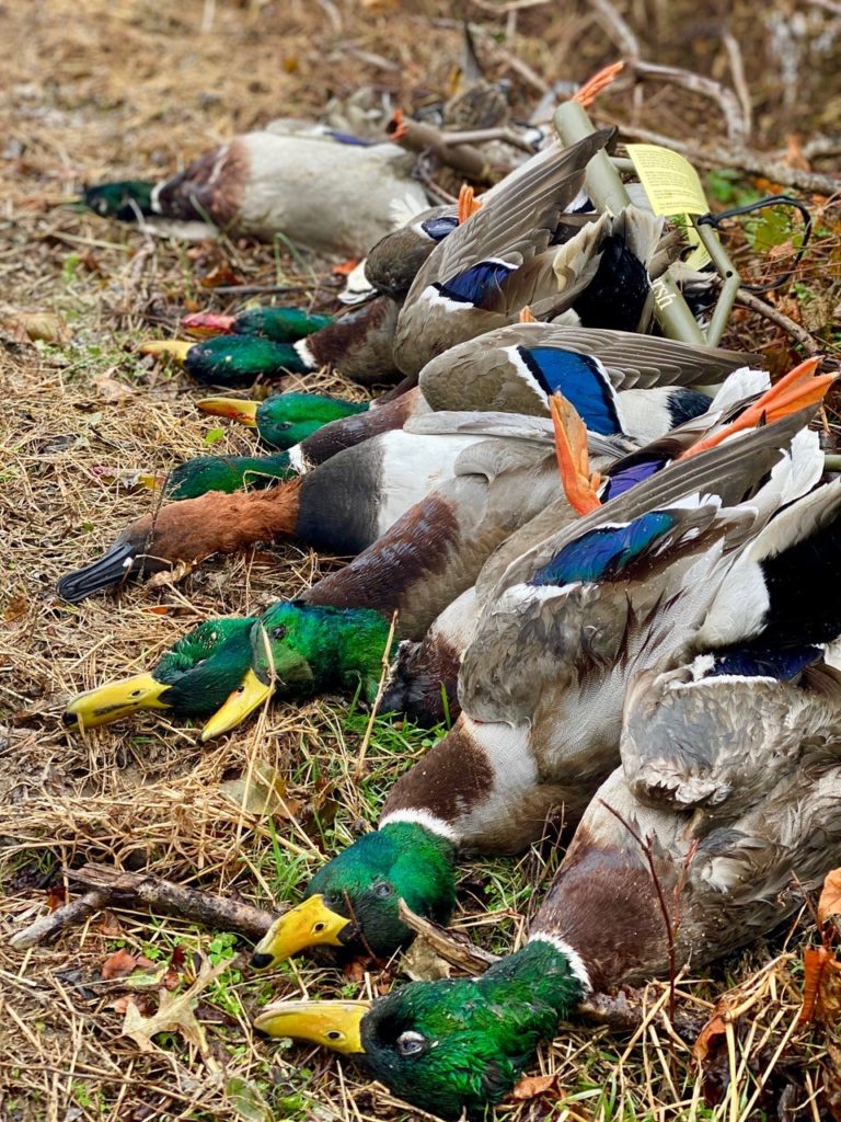 Missouri Duck Hunting Guided Hunts Pure Hen Southern Duck Lodge