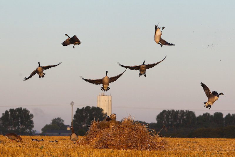 Best Sweden Waterfowl Hunting Tours