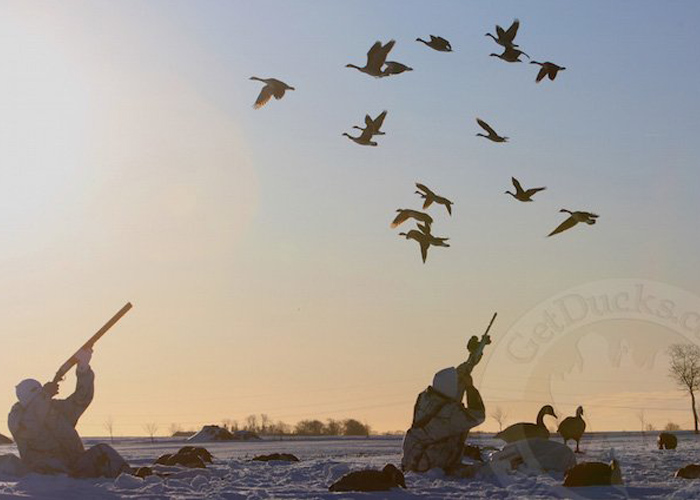 Sweden Goose Hunt