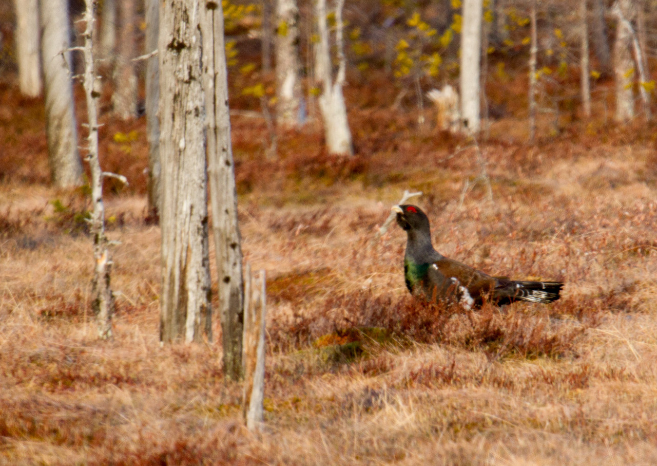 RUSSIA CAPERCAILLIE HUNTING - Ramsey Russell's GetDucks.com
