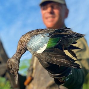 Blue-winged Teal Species Info & Hunting - Ramsey Russell's GetDucks.com