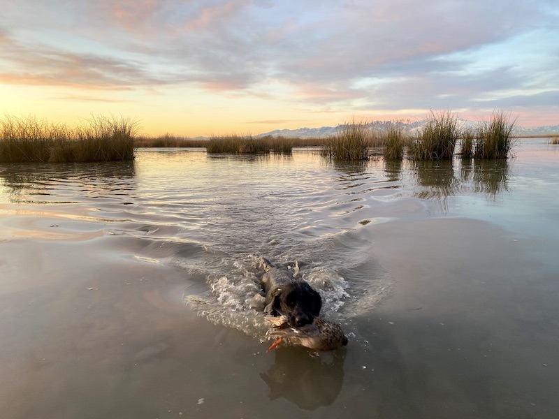 Duck Hunt Utah New State Duck Club Ramsey Russell's