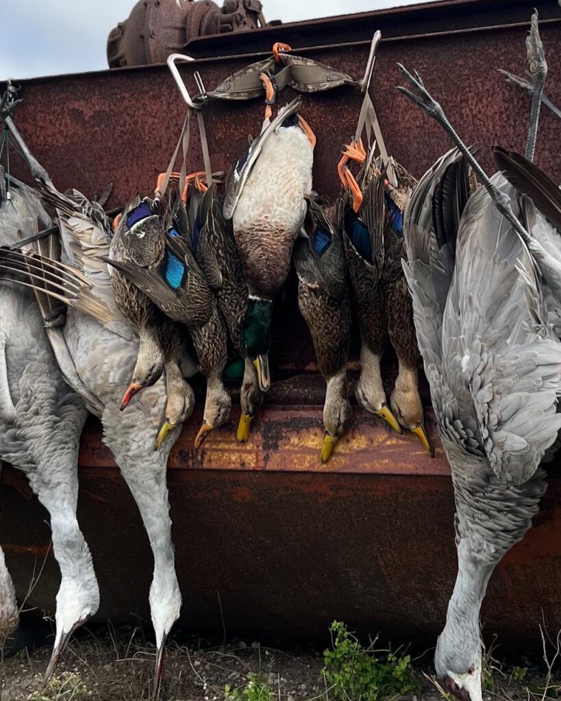 TEXAS MOTTLED DUCKS AND SANDHILL CRANES HUNTED IN TEXAS