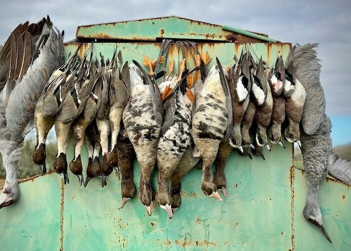 HUNTING DUCKS, GEESE, CRANES IN TEXAS