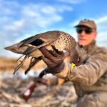 speckled teal, common species during best argentina duck hunts