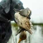 argentina duck hunting with ramsey Russell's char dawg