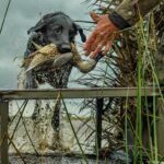 char dawg retrieves on best argentina duck hunt