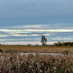 argentina duck hunt flooded corn