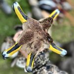 yellow billed pintails taken during best argentina duck hunt