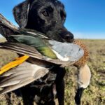 ramsey Russell's char dawg with argentina red shoveler