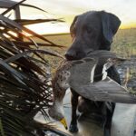 char dawg with yellow billed pintail argentina duck hunt