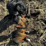 ramsey Russell's char dawg argentina duck hunt