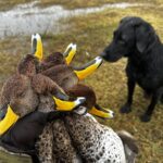 argentina duck hunt yellow billed pintails