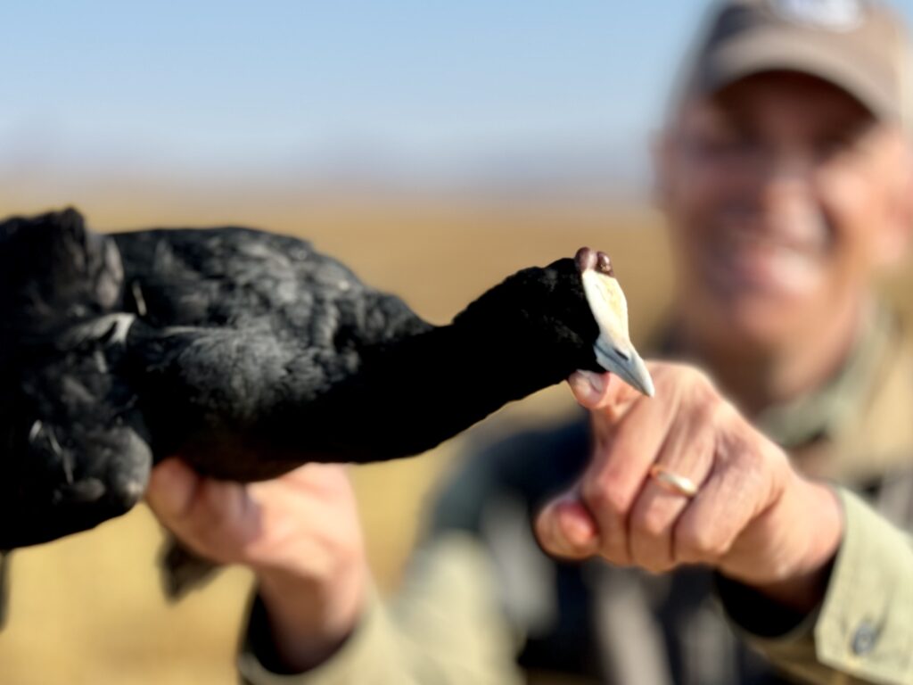 knob billed coot