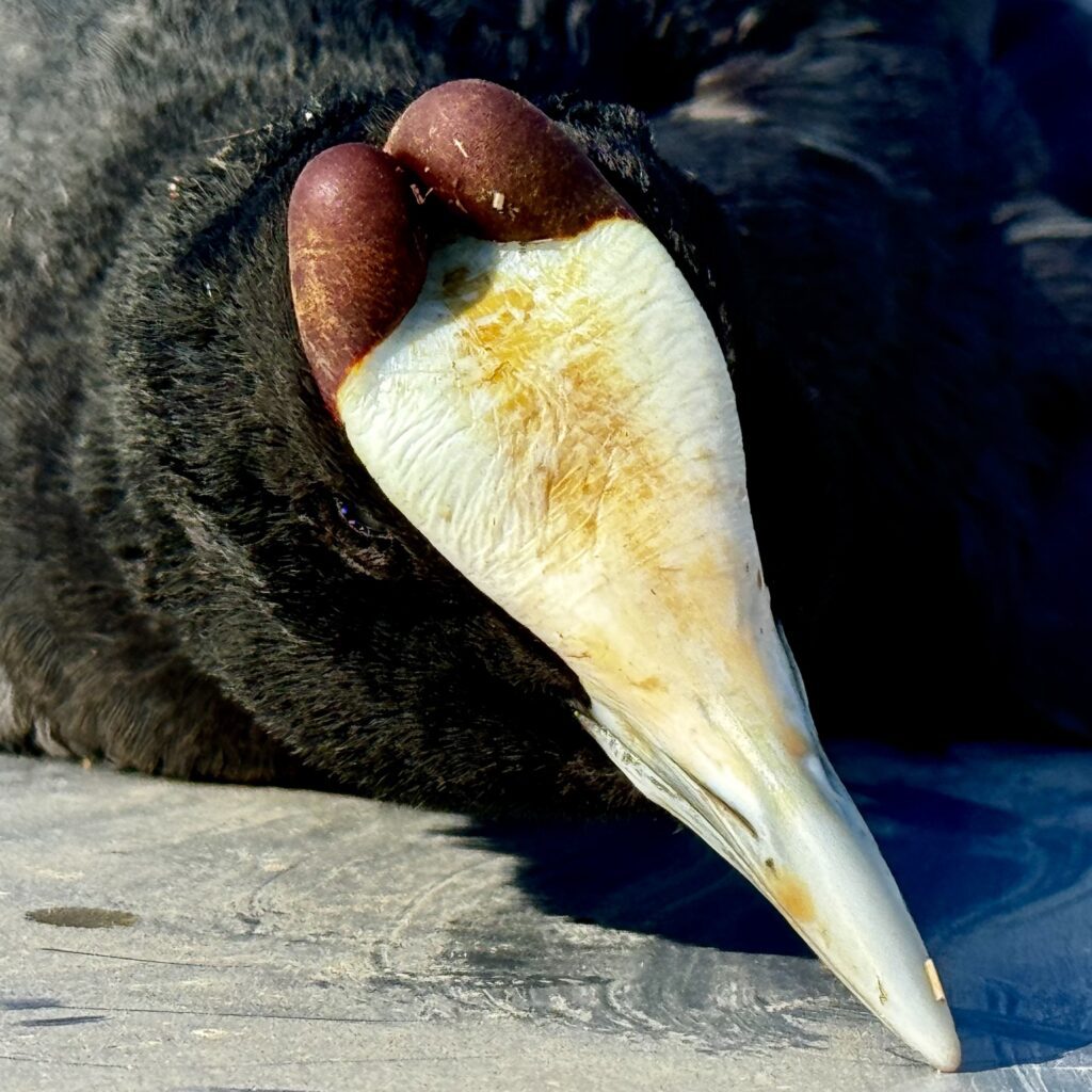 knob billed coot